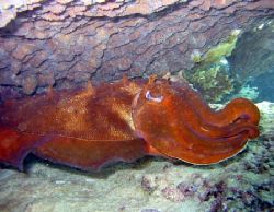 Cuttlefish, Ningaloo Reef by Penny Murphy 